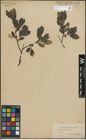 Foto von Salix glauca L. x Salix nigricans Sm.